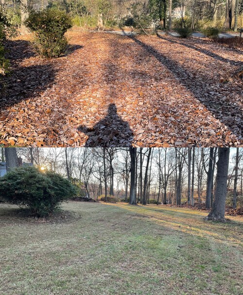 before and after of leaves being cleaned up