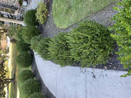 Hedge trimming project