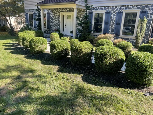 Hedge trimming project