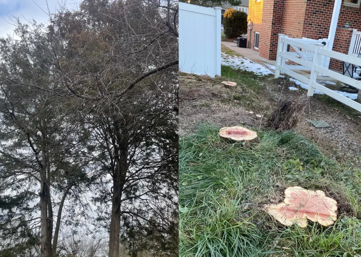 multiple trees that needed to be removed and the stumps of the trees after removal
